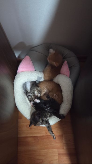 Ofer spre adopție   3 puiuti de pisica