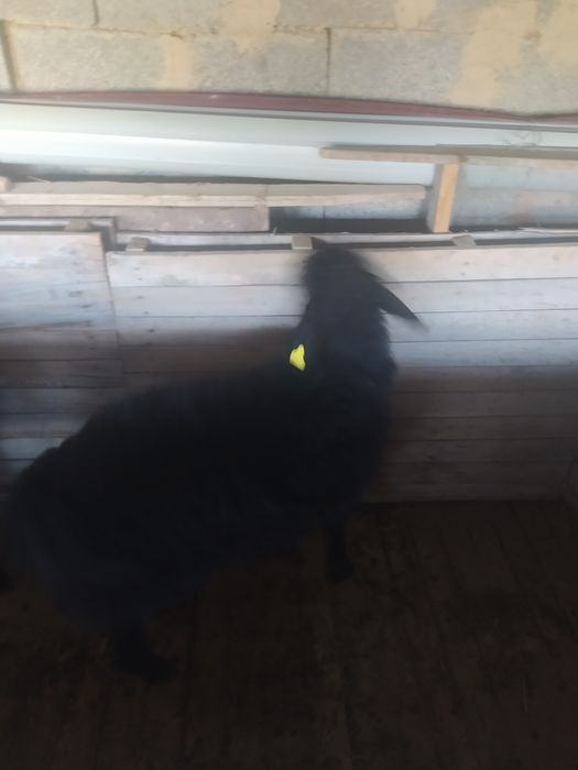 Гиссар козылар бар