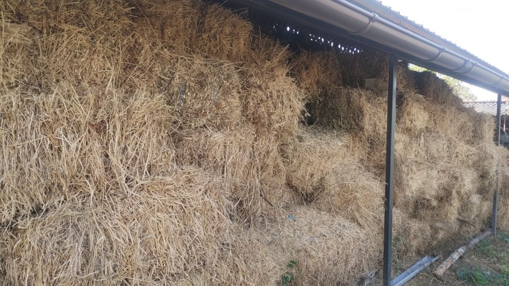 Baloți de lucernă dreptunghiulari