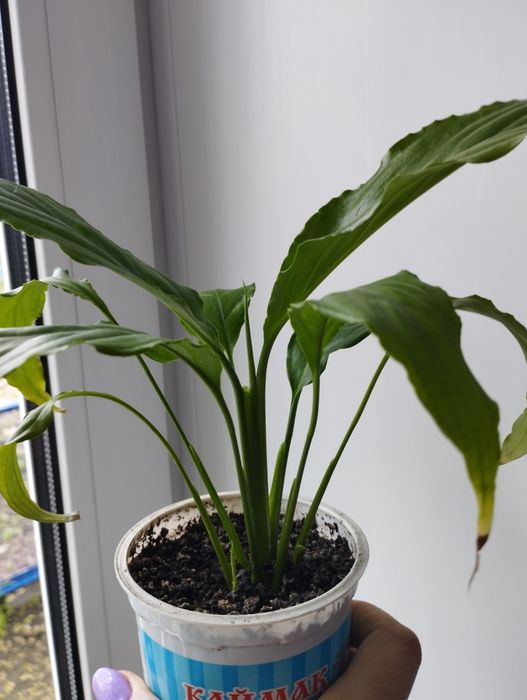 Продам спатифиллумы