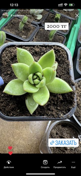 Суккуленты цветы комнатные