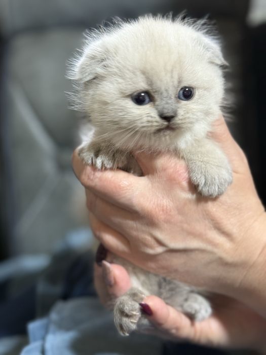 Продаются скоттиш фолд .