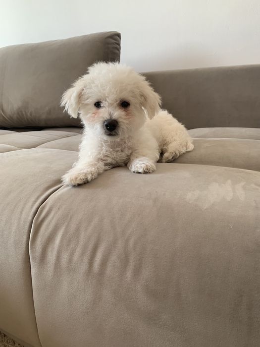 Bichon  maltez 3 luni