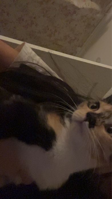 Отдаем кошку,без породы