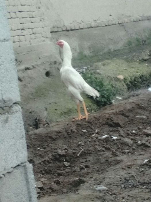 Тоза Корея хуроз