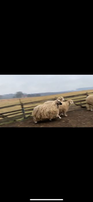 Berbecuți oacheși și un brez