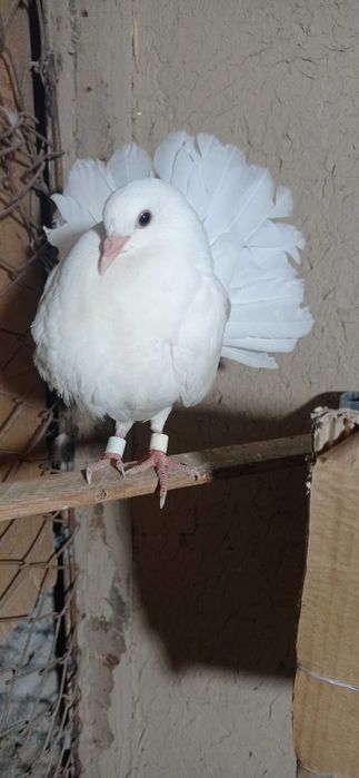 Продам павлиньего хвоста срочно