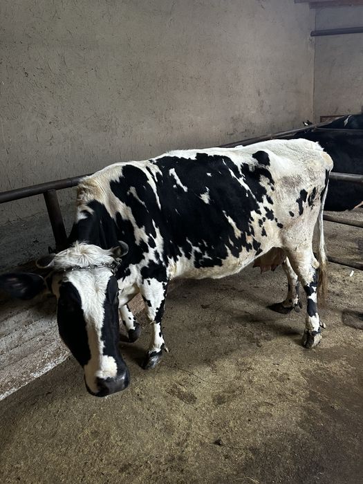 Sigir sotiladi (bugʻoz 7 oylik)