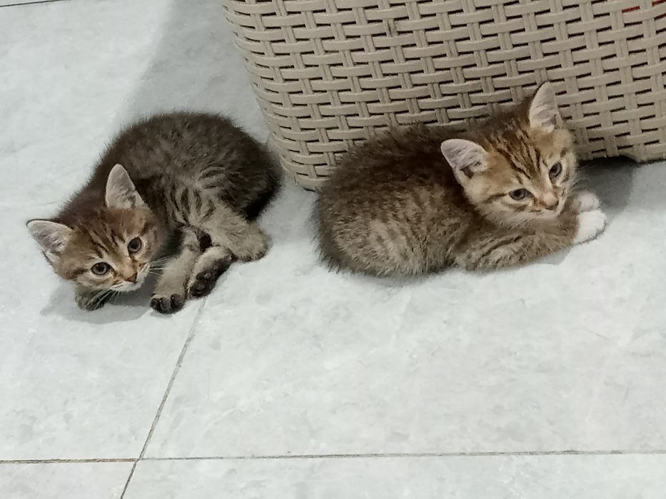 Отдам котят в добрые руки!