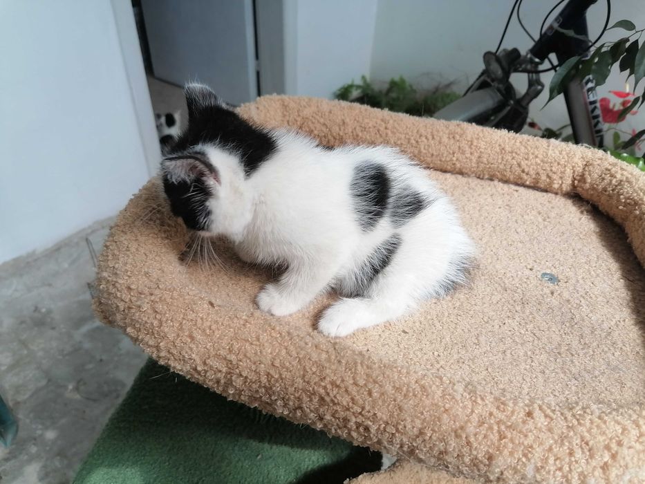 Подарявам котенца