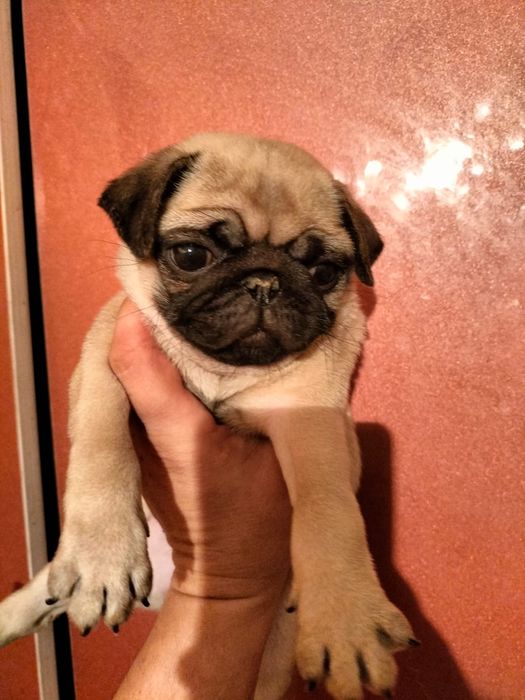 Продам щенков мопса.