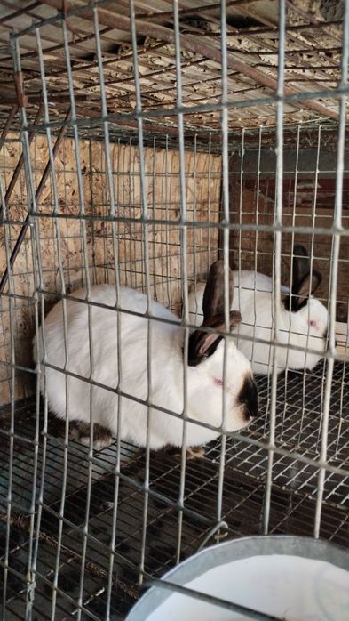 Кролики Калифорния