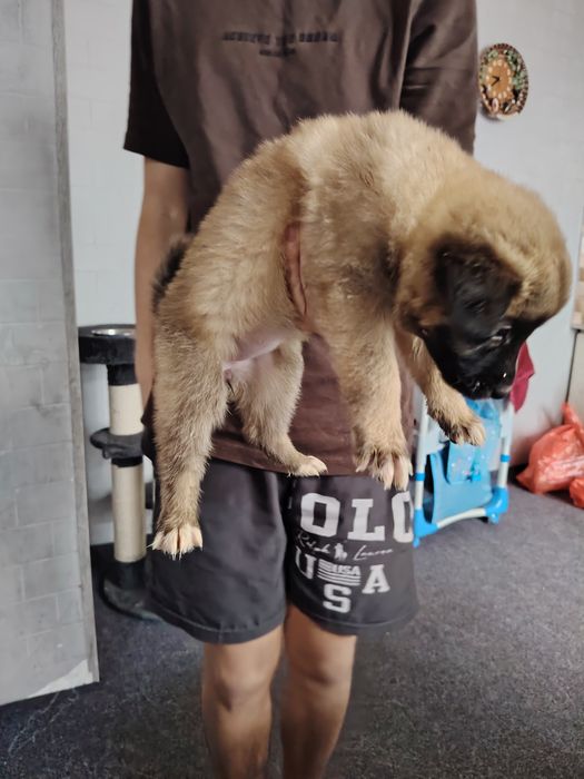 Здравствуйте отдам щинять в хорошие руки Бесплатно