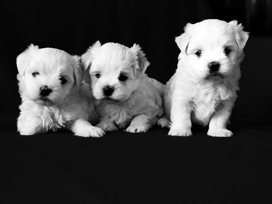 Малтийска болонка-момчета