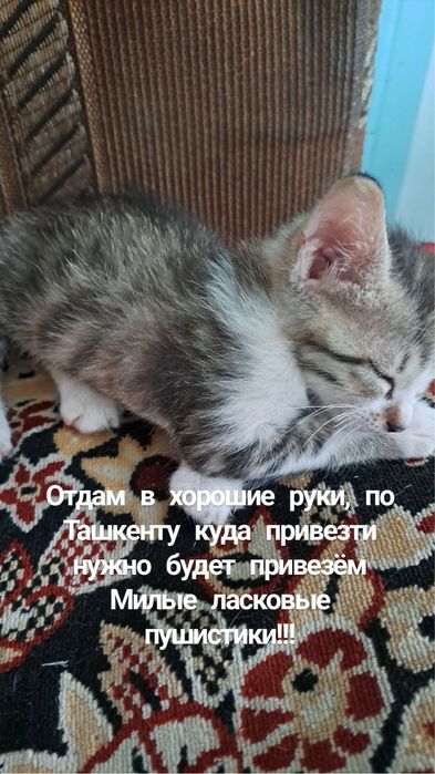 Отдам в хорошие руки котят