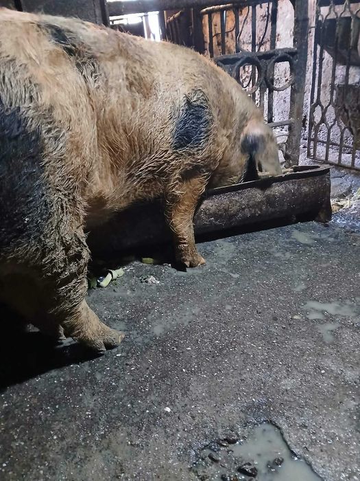 Мъжко нескопено прасе