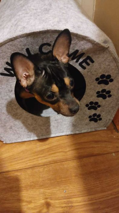 Продам  собаку в хорошие руки. В связи с переездом.