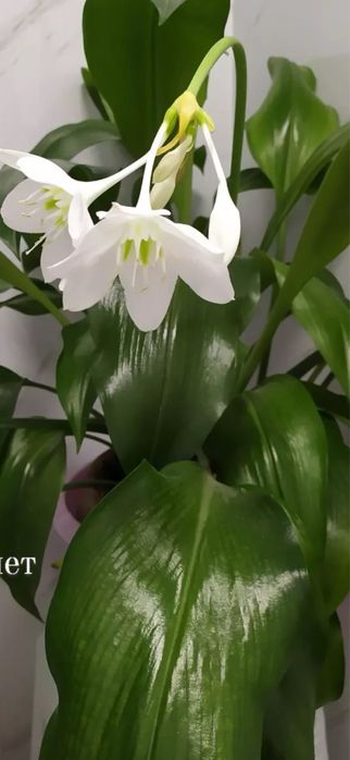 Растения для дома и офиса