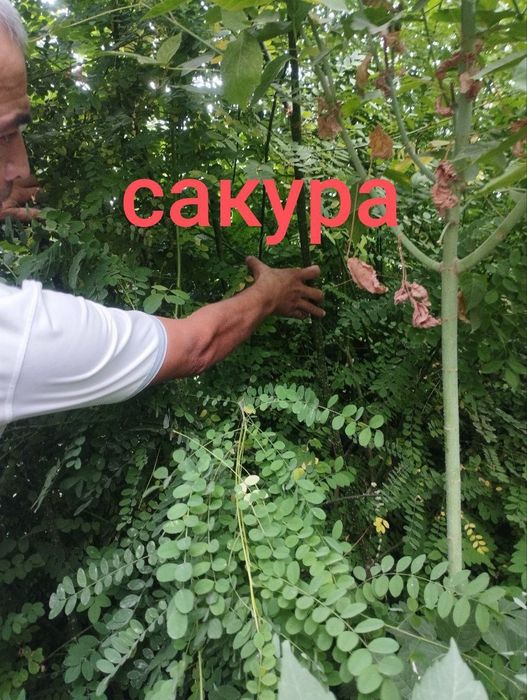 Kashtan zarang sadda qayragʻoch chinor lola sakura archa klyon bor.