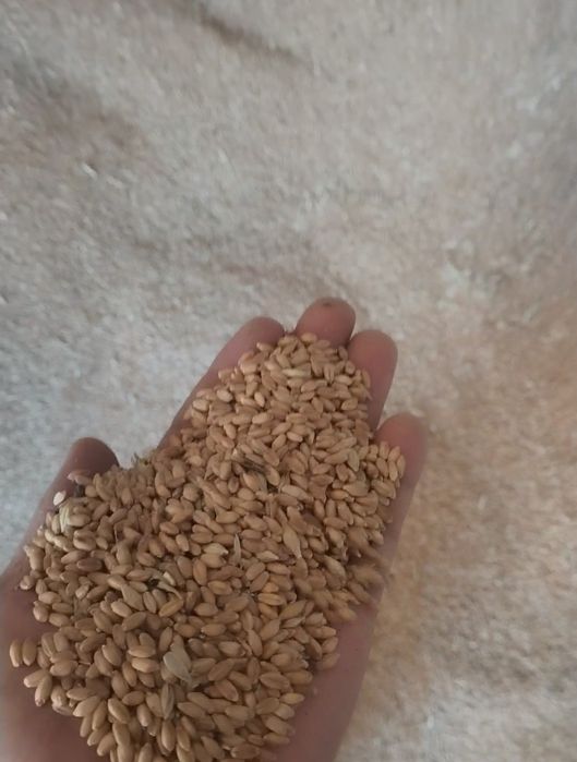 Продам пшеницу, ячмень.