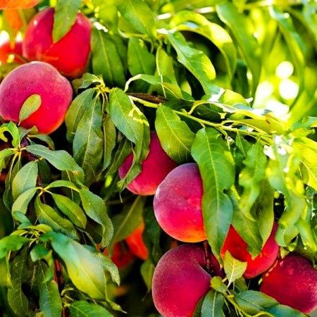 Piersic (Soiul Red Top)