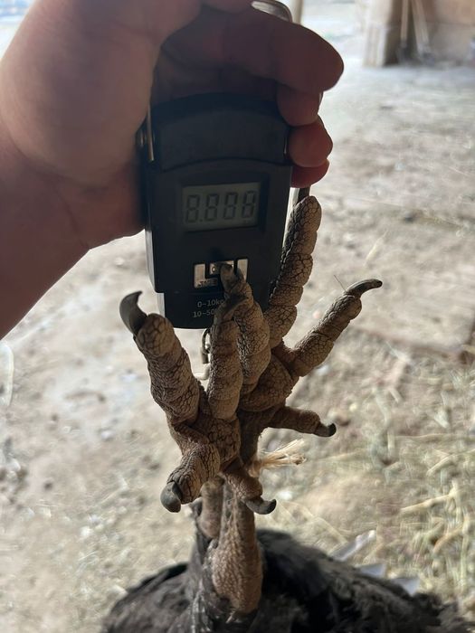 Индюки Гибрит 3 самки 1 самес