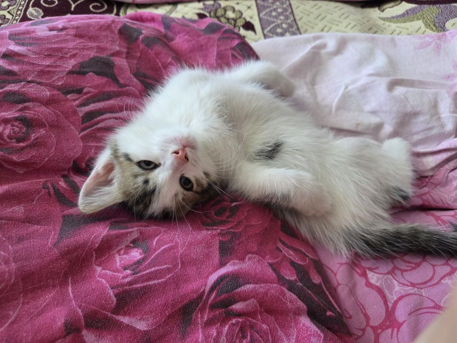 Отдам котика даром