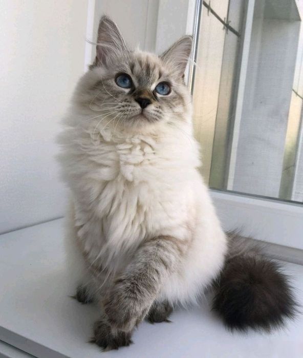 Отдам в хорошие руки