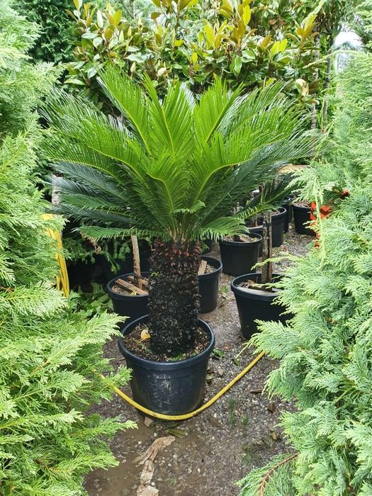 Amenajam gradini, proiectare peisagistica, gazon rulou, sisteme de irigare automatizate profesionale , plante  ornamentale de gradina, copaci, maslini