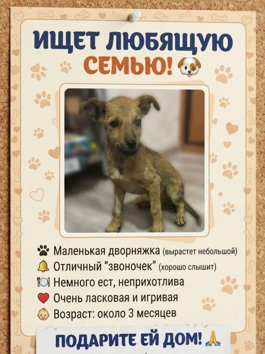 Собачка ищет любящую семью!!