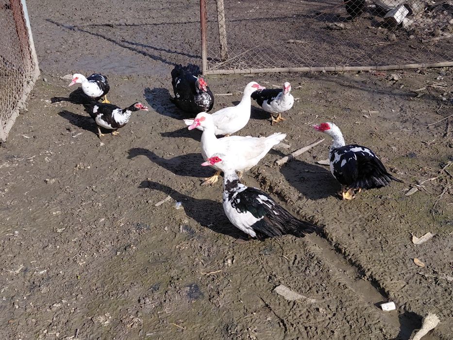 Rate si rățoi mute