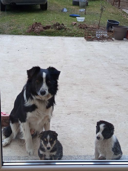 ЗАПАЗЕНИ Бордър колита кученца 4 женски 3 мъжки