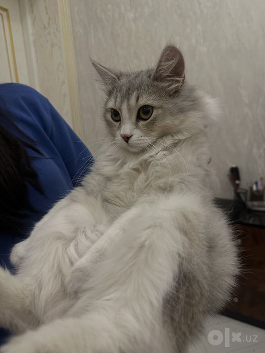 Vyazkaga qiz mushuk kere