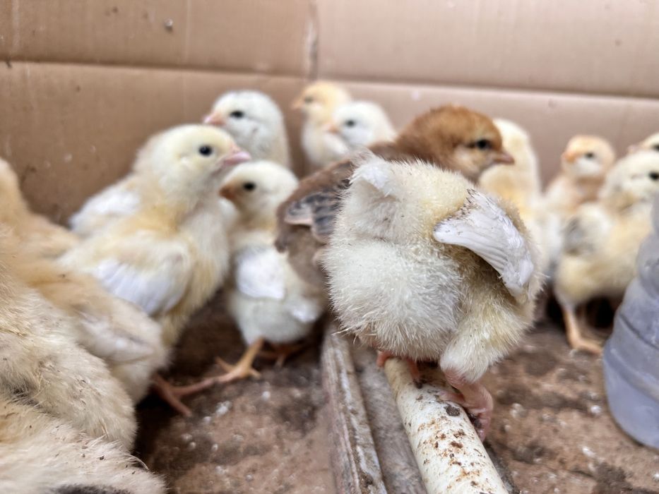 Цыплята смесь адлер