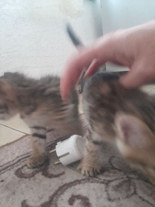 Котята домашние красивые