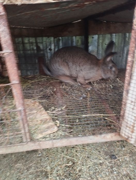 Iepuri mai multe rase