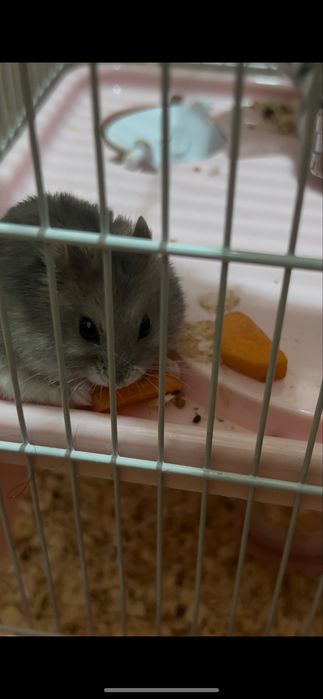 отдам хомяков в хорошие руки