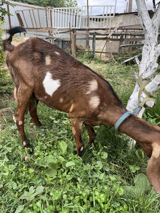 Козочка  англонубо-каморка