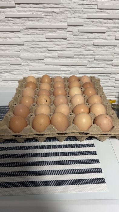 Ouă Wyandotte Argintiu