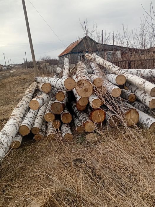 Кругляк березы (любых размеров)