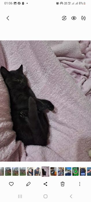 Отдам кошечку шотландская