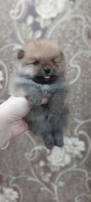Шпицы щеночки готовы к переезду
