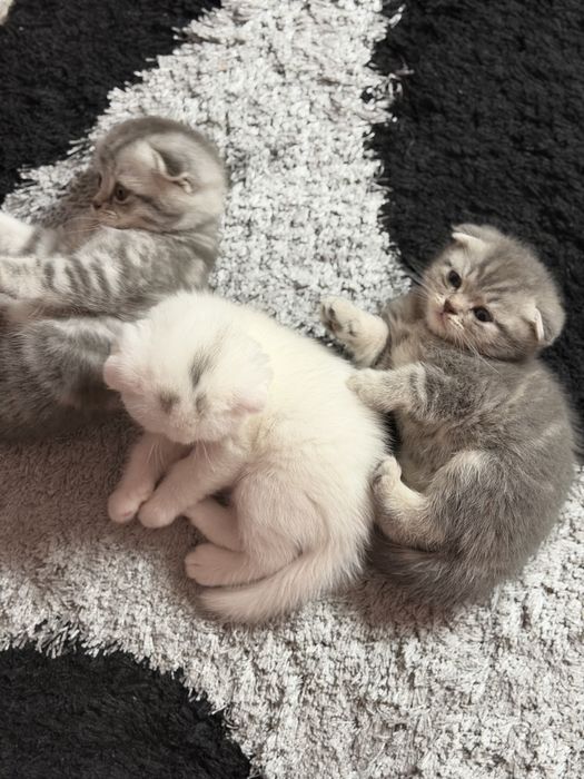 Шатланские котята