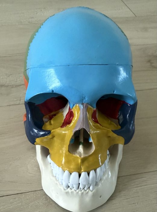 Череп анатомический (20*15*18)