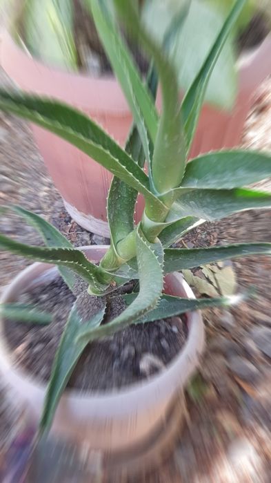 Продам Алое 3летнее