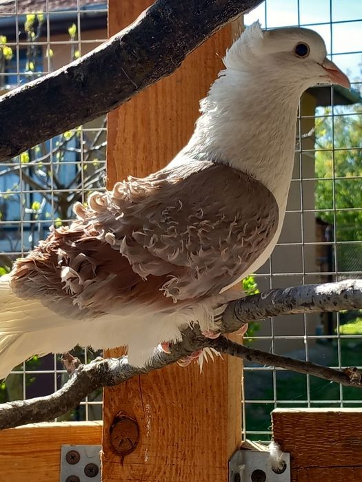 Продават се къдрави гълъби ,гр.Враца