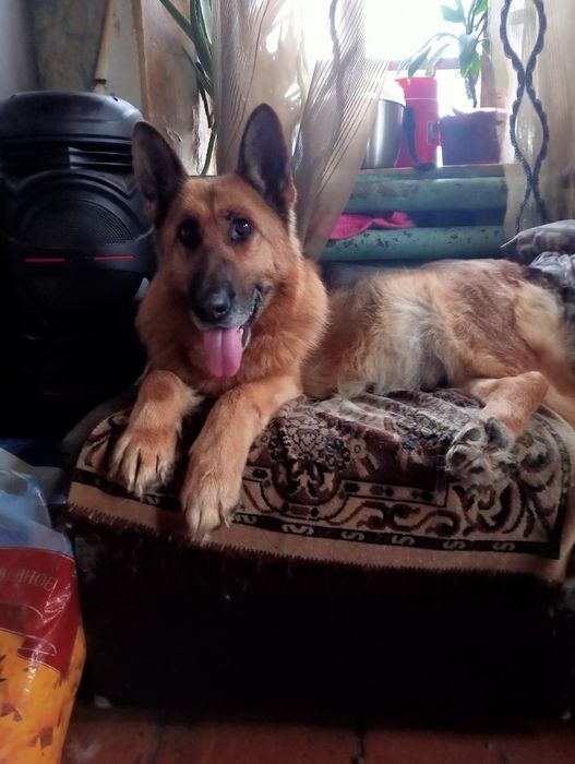 Немецкая овчарка