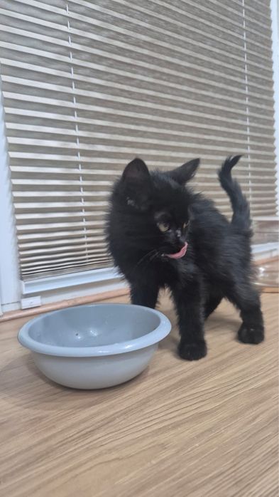 Котенок в добрые руки