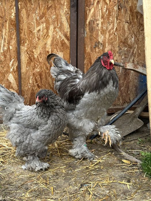 Disponibila brahma albastru