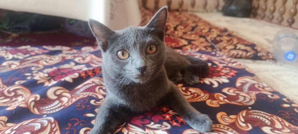 Кошка серая пародастая